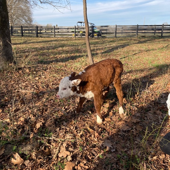 The cows - Picture 4 of 10